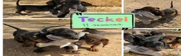 Teckel Miniatura perros en venta: Cachorros de Teckel Mini - Anuncio 13