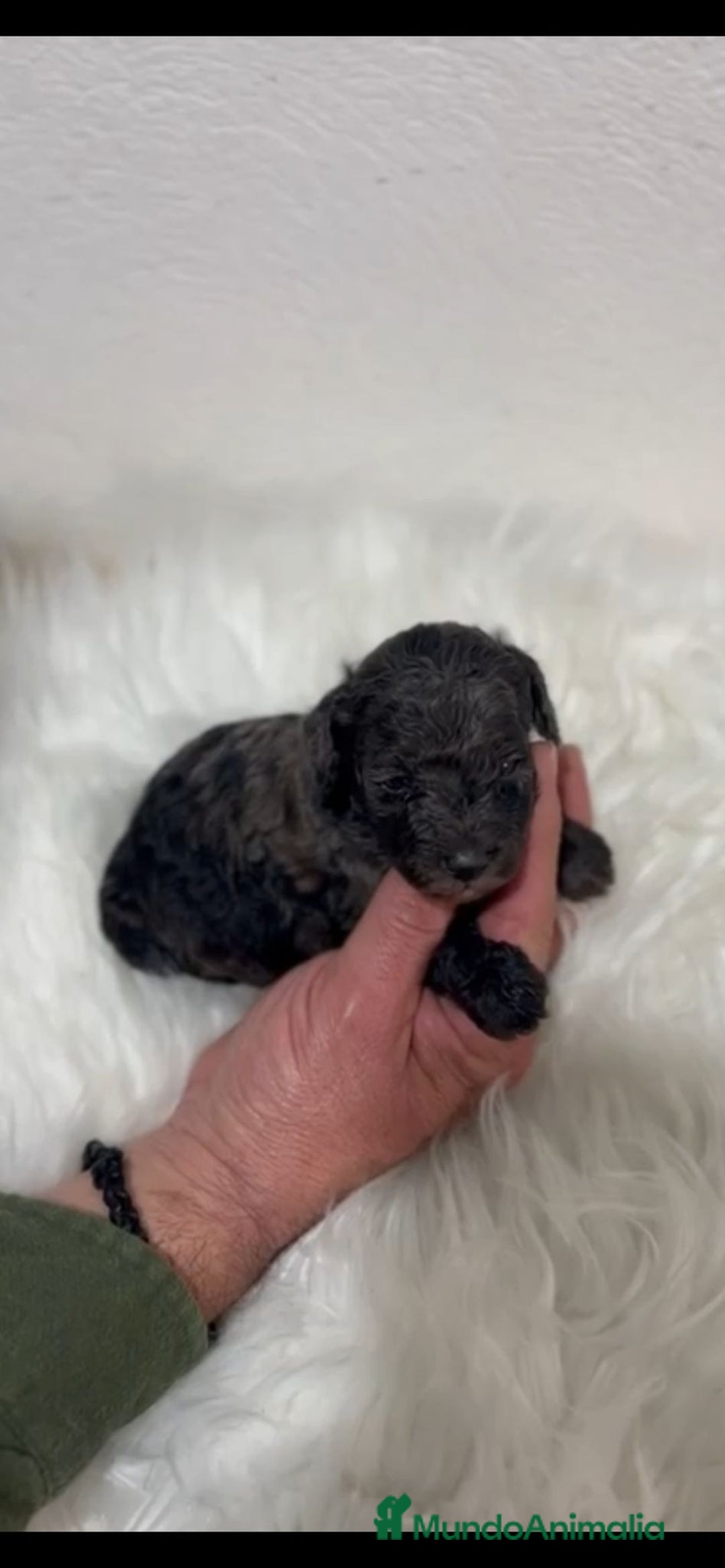 Caniche Toy perros en venta: CANICHE MERLÉ - Anuncio 1