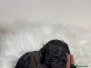 Caniche Toy perros en venta: CANICHE MERLÉ - Anuncio 3