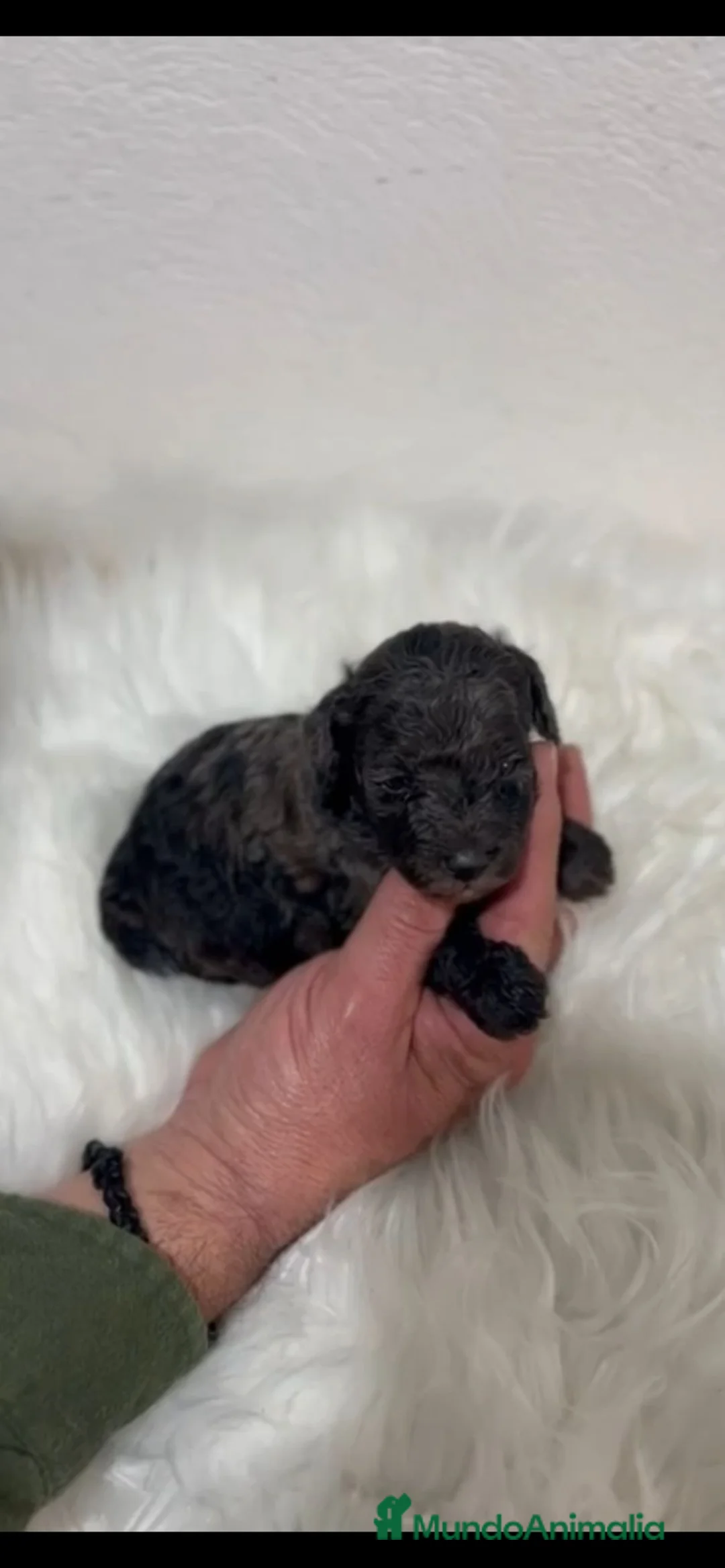 Caniche Toy perros en venta: CANICHE MERLÉ - Anuncio 1