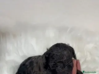 Caniche Toy perros CANICHE MERLÉ - Anuncio 14