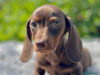 Teckel Miniatura perros - Anuncio 14