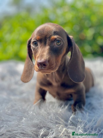 Teckel Miniatura perros - Anuncio 8