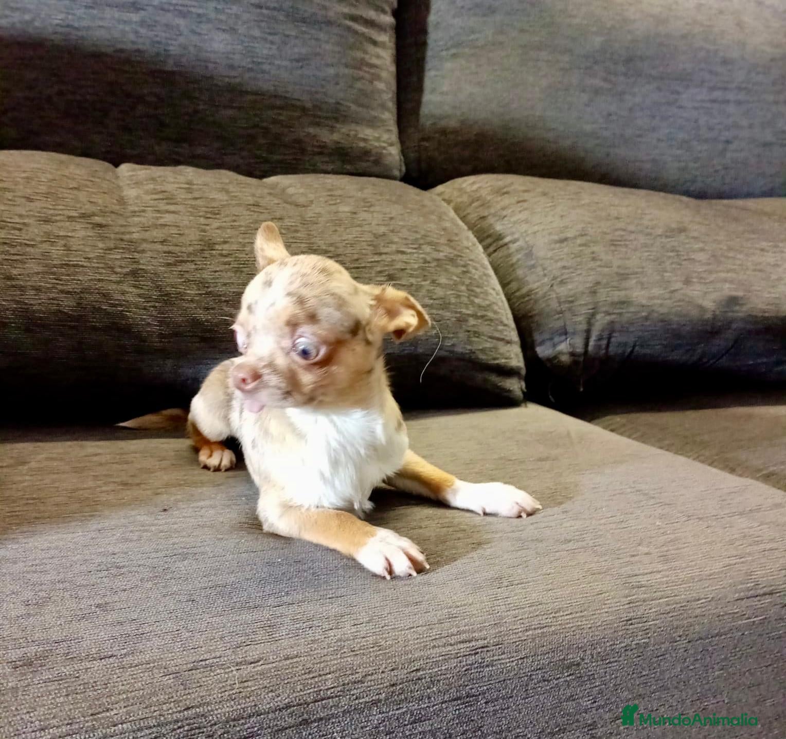 Chihuahua perros Chihuahua toy - Anuncio 36