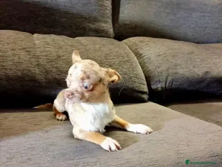 Chihuahua perros Chihuahua toy - Anuncio 36