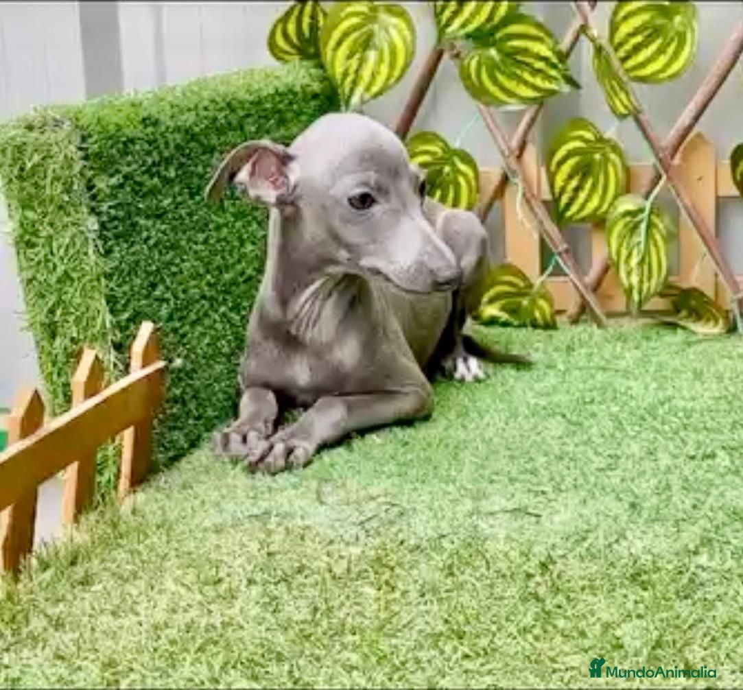 Pequeño Lebrel Italiano perros Piccolo italiano - Anuncio 7