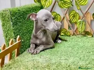 Pequeño Lebrel Italiano perros Piccolo italiano - Anuncio 7
