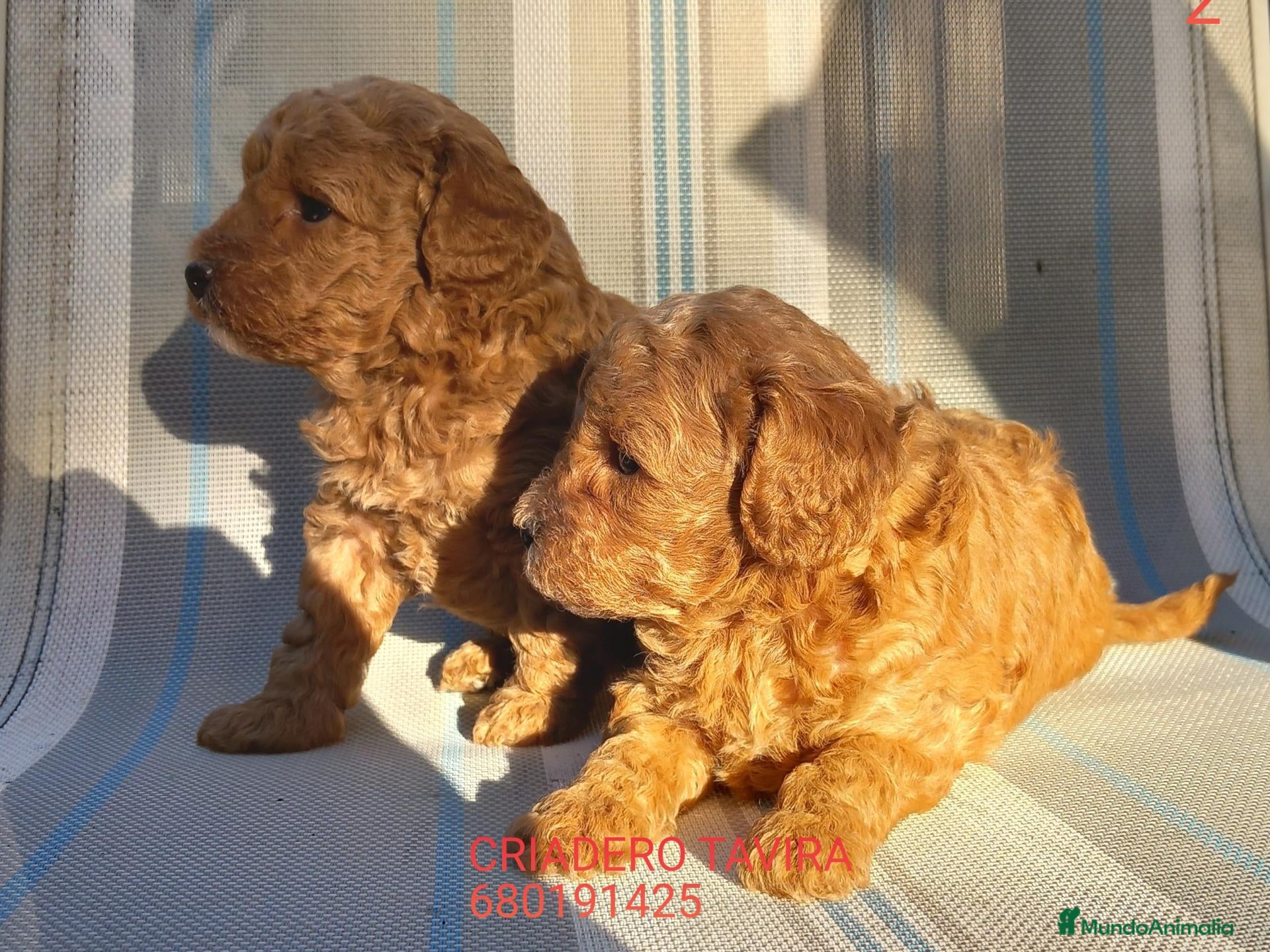 Caniche Toy perros Caniche toy rojo poodle. - Anuncio 31