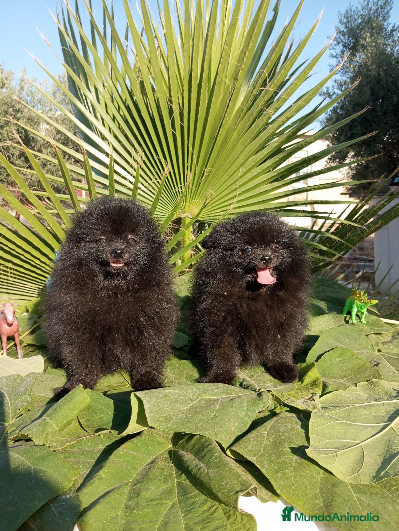 Pomerania perros Pomerania Toy - Anuncio 1