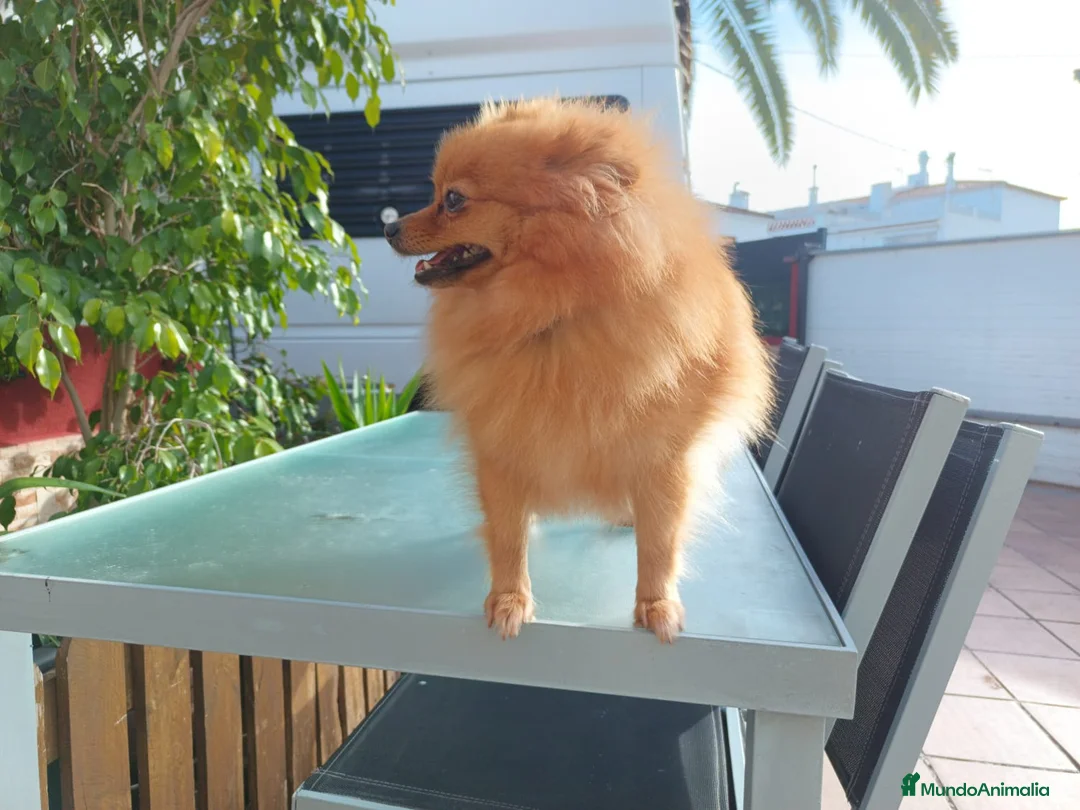 Pomerania perros en venta: Último cachorro pomerania! - Anuncio 6