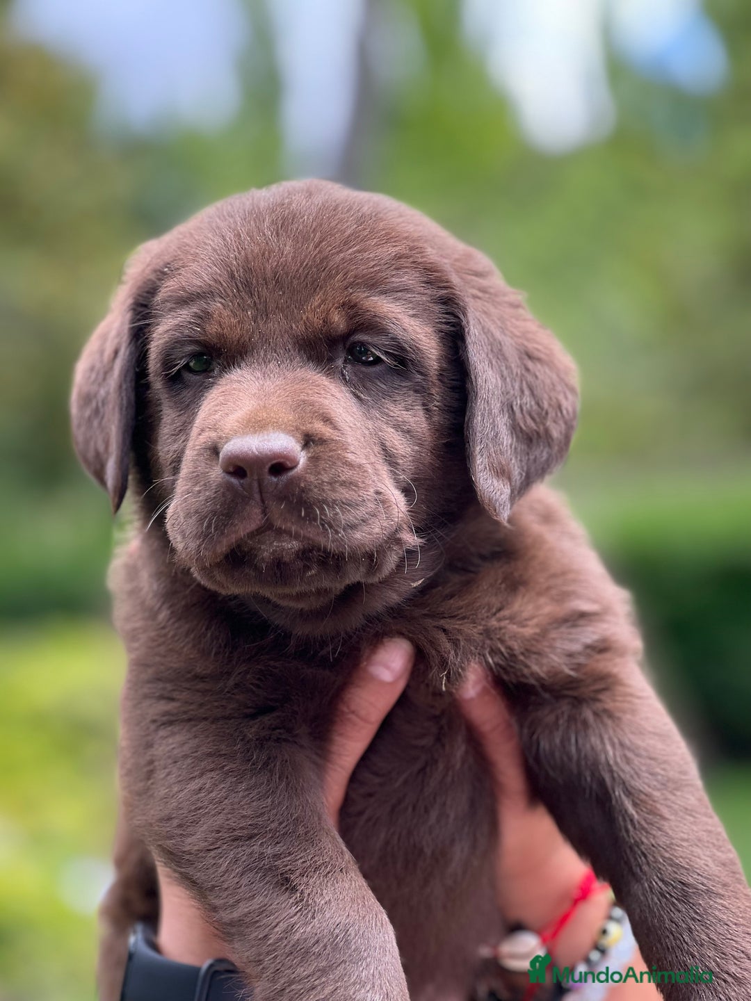 Labrador Retriever perros en venta: Cachorritos de labrador chocolate pedigrí  - Imagen 3