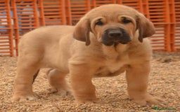 Mastín Español perros en venta: Mastín leones  - Imagen 1