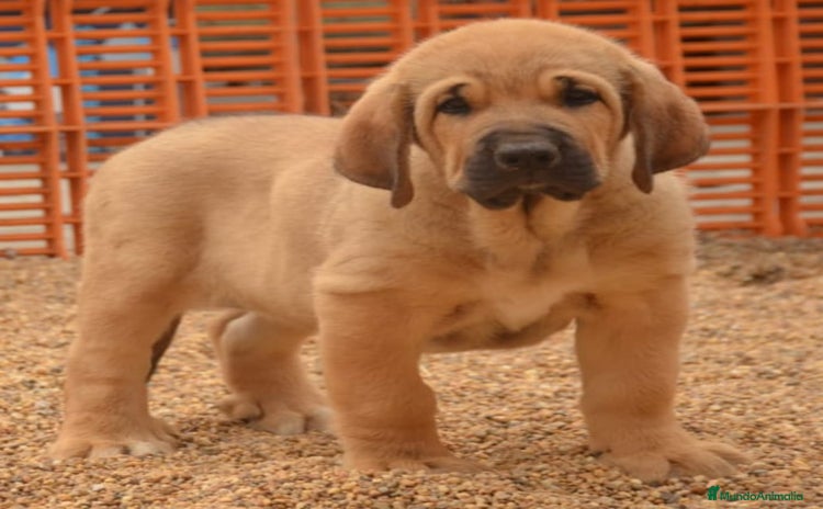 Mastín Español perros - Anuncio 1