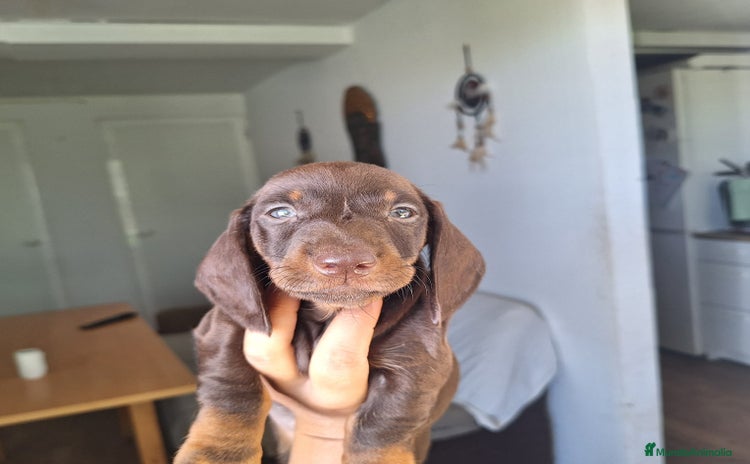 Teckel Miniatura perros - Anuncio 6
