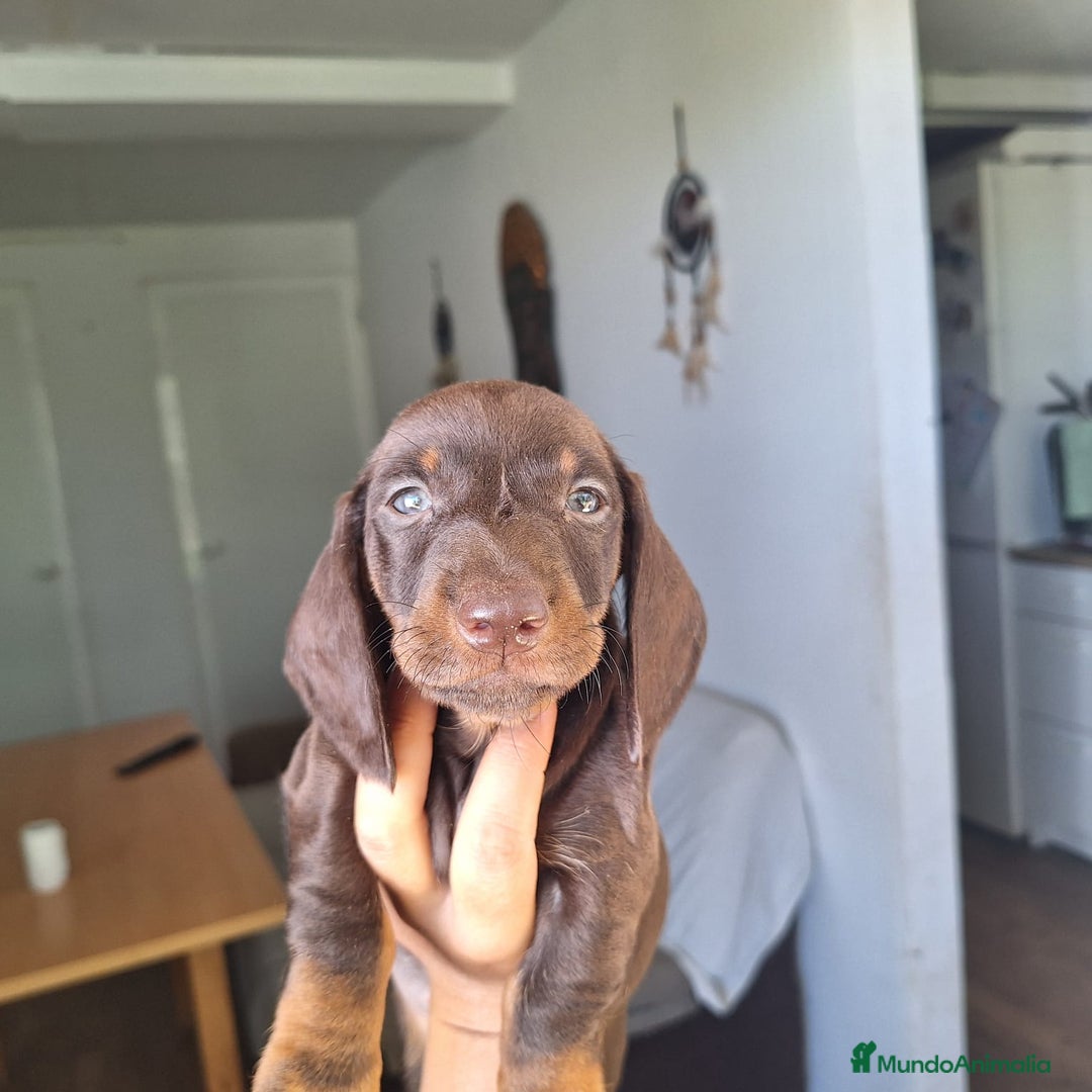 Teckel Miniatura perros en venta: TECKEL MINIATURA, VARIAS COLORACIONES  - Imagen 1