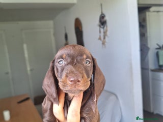 Teckel Miniatura perros - Anuncio 23