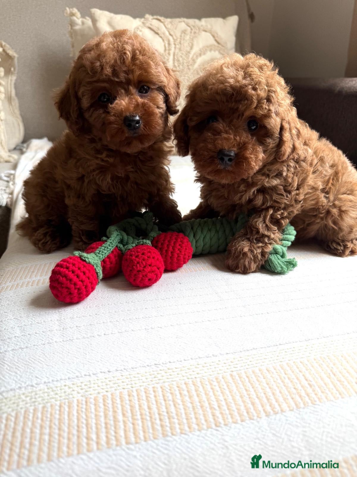 Caniche Toy perros Caniche toy muy bonitos y pequeñitos!! - Anuncio 1