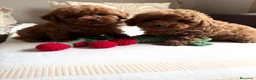 Caniche Toy perros en venta: Caniche toy muy bonitos y pequeñitos!! - Anuncio 1