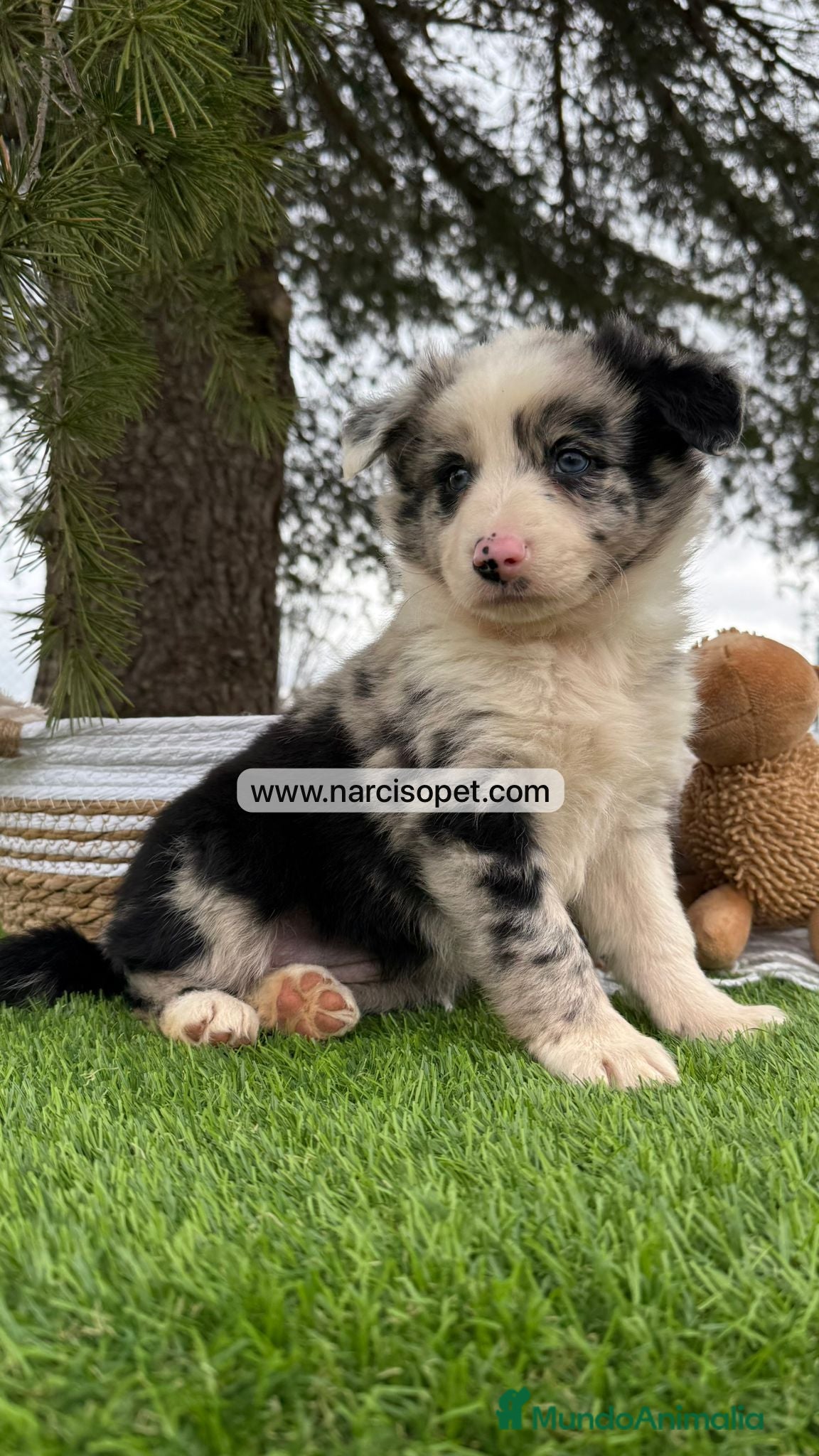 Border Collie perros BORDER COLLIE MERLE - Anuncio 2