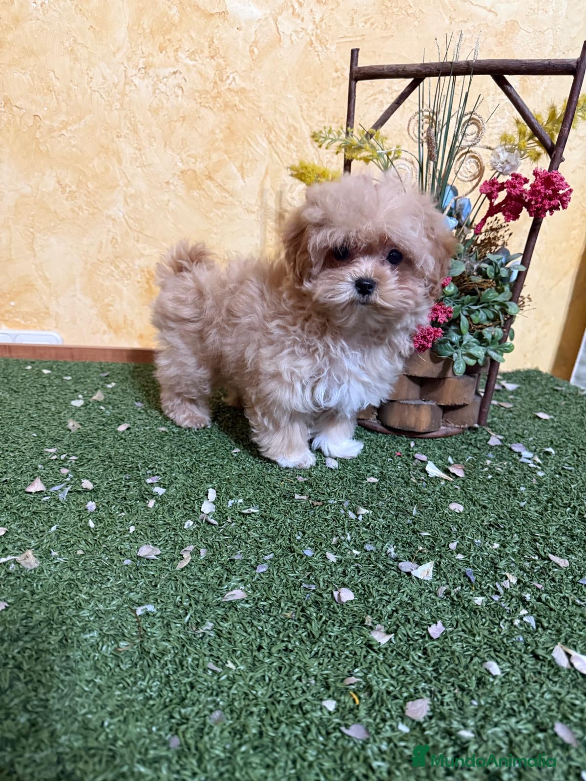 Maltipoo perros en venta: Maltipoo hembra lista para entregar!! - Anuncio 3