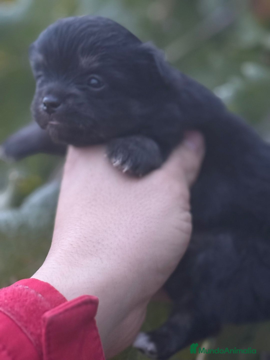 Chihuahua perros en venta: Cachorros Chihuahua toy cabeza manzana - Imagen 7