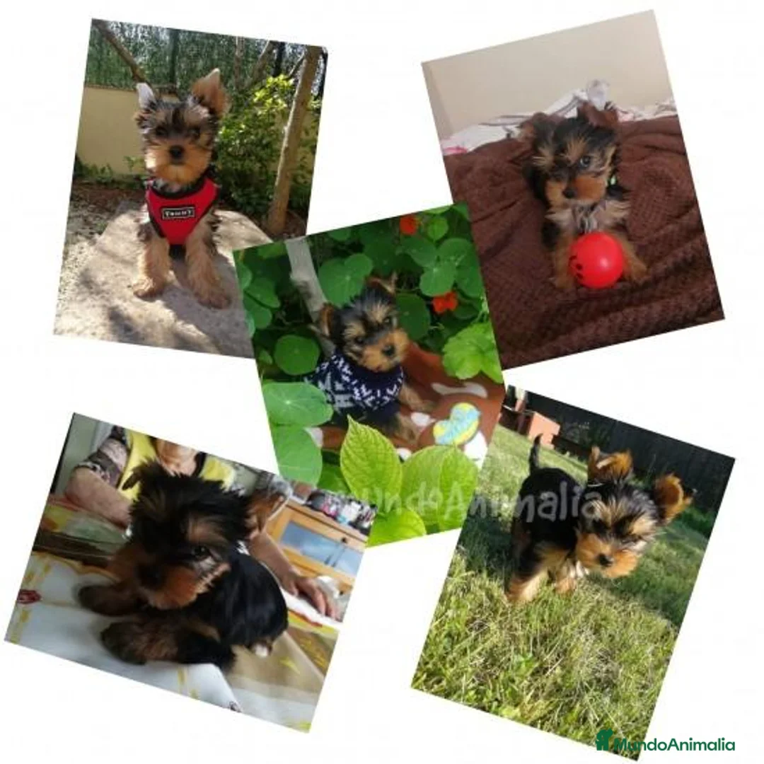 Imagen de galería {{count}}