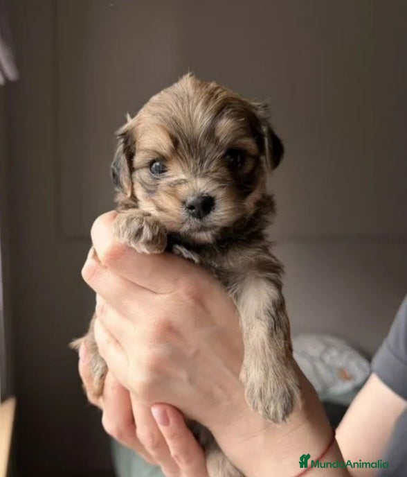 Yorkiepoo perros Preciosos Yorkiepoo machos - Anuncio 1