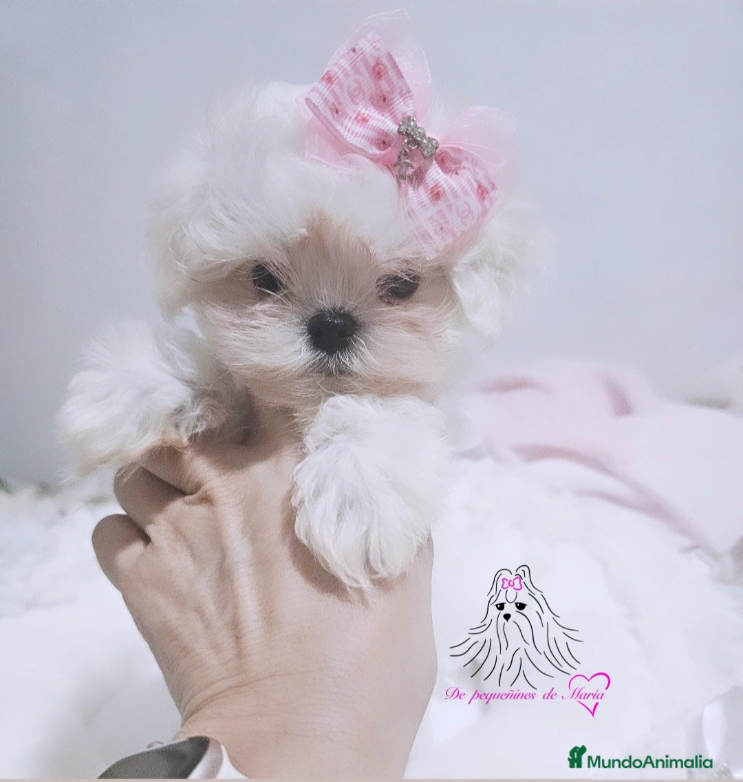 Bichón Maltés perros Bichon maltes coreano miniatura  - Anuncio 4