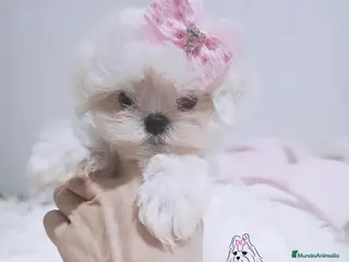 Bichón Maltés perros Bichon maltes coreano miniatura - Anuncio 4