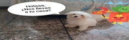 Bichón Maltés perros en venta: BICHÓN MACHITO EN OFERTA!! - Anuncio 1