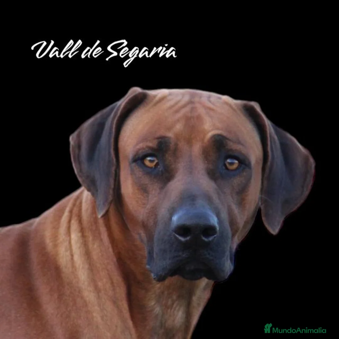 Imagen de galería {{count}}