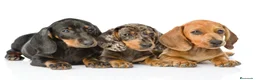 Teckel Miniatura perros en venta: TECKEL MINIATURA & KANINCHEN DESDE 400 € - Anuncio 3