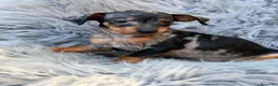 Pinscher Miniatura perros en venta: Macho pinscher miniatura merle💙🐾 - Anuncio 6