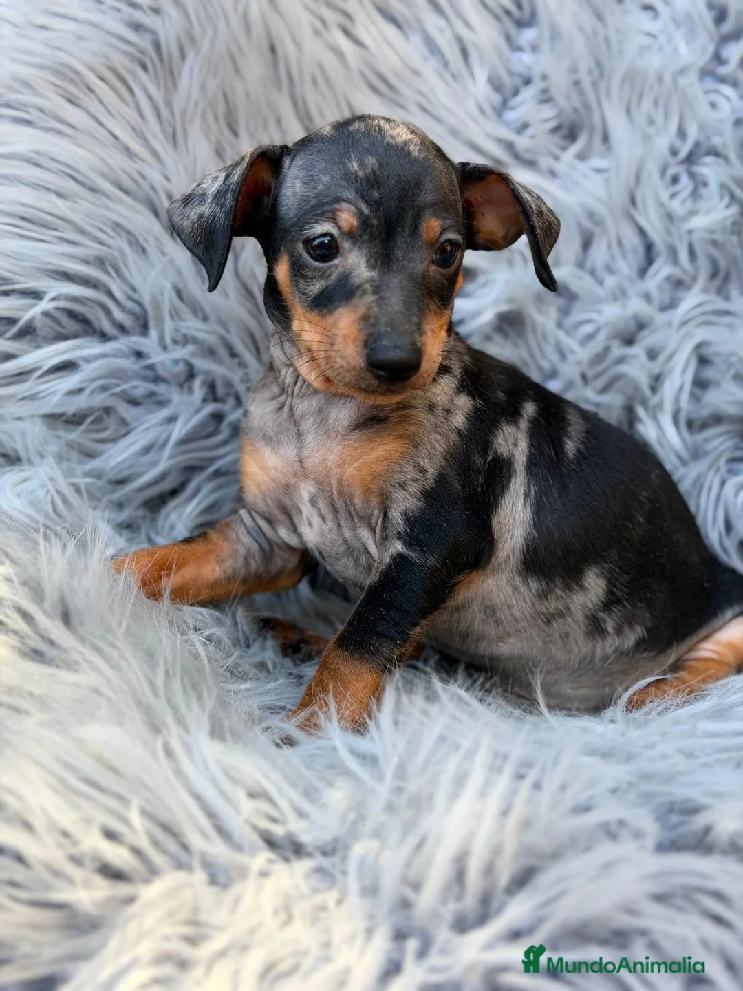 Pinscher Miniatura perros en venta: Macho pinscher miniatura merle💙🐾 - Anuncio 6