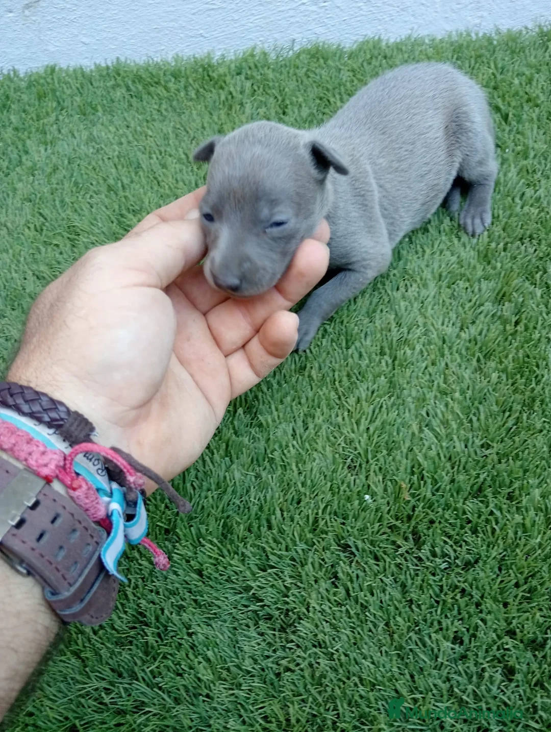 Whippet perros en venta: Whippet  - Anuncio 1