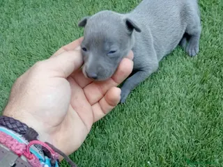 Whippet perros Whippet - Anuncio 3