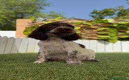 Cocker Spaniel Inglés perros en venta: COCKER SPANIEL RUANO - Imagen 2