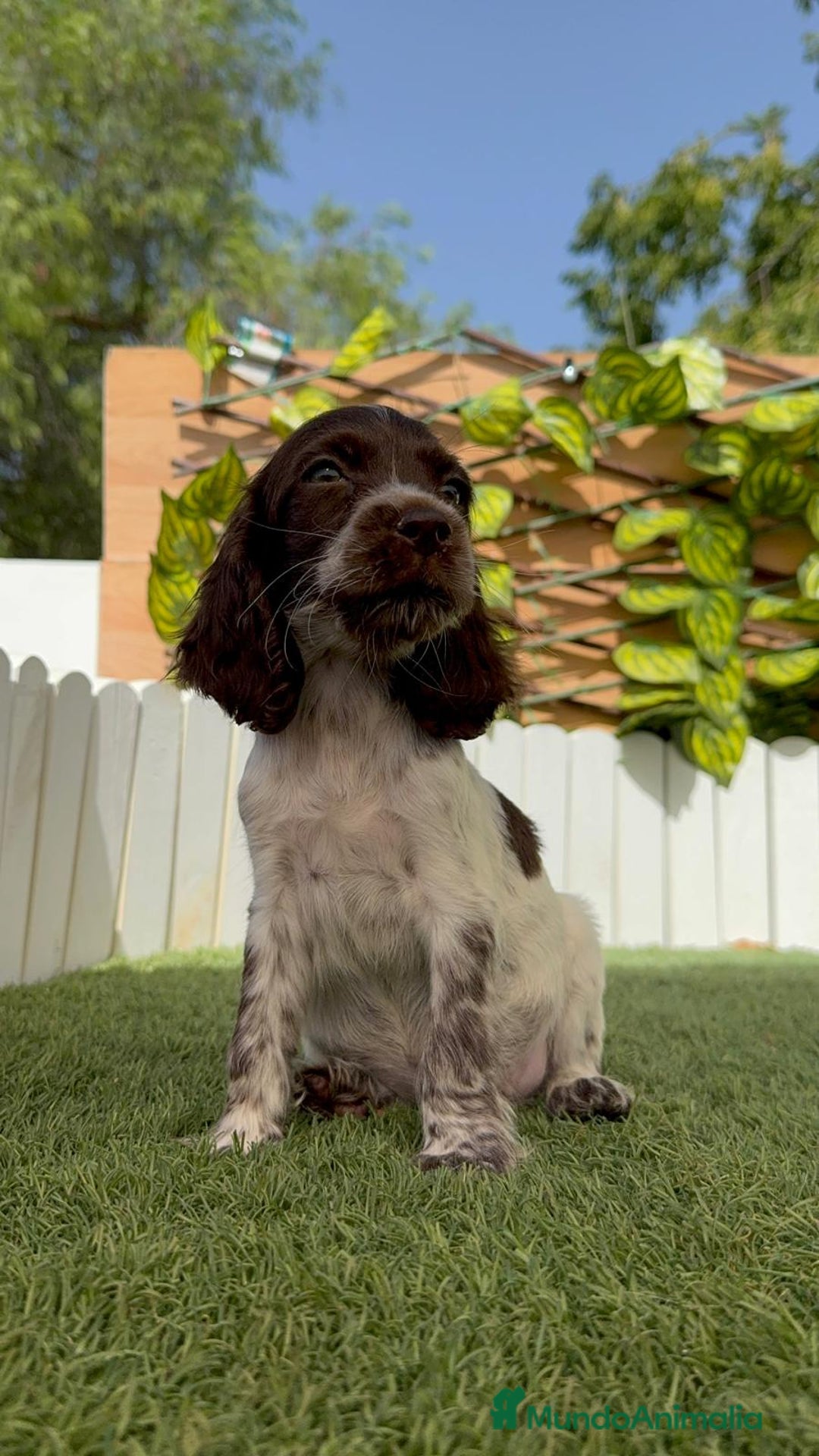 Cocker Spaniel Inglés perros en venta: COCKER SPANIEL RUANO - Imagen 2