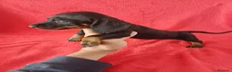 Teckel Miniatura perros en venta: Teckel Negro y Fuego  - Anuncio 4
