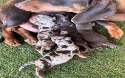 Teckel Miniatura perros en venta: Venta de teckel - Imagen 2