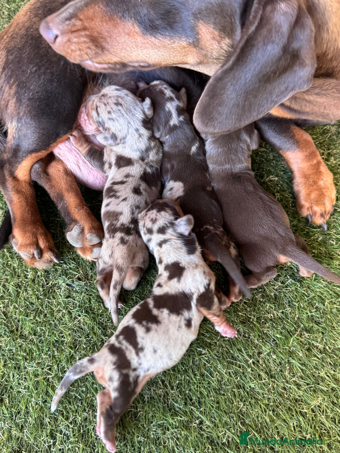 Teckel Miniatura perros en venta: Venta de teckel - Imagen 2
