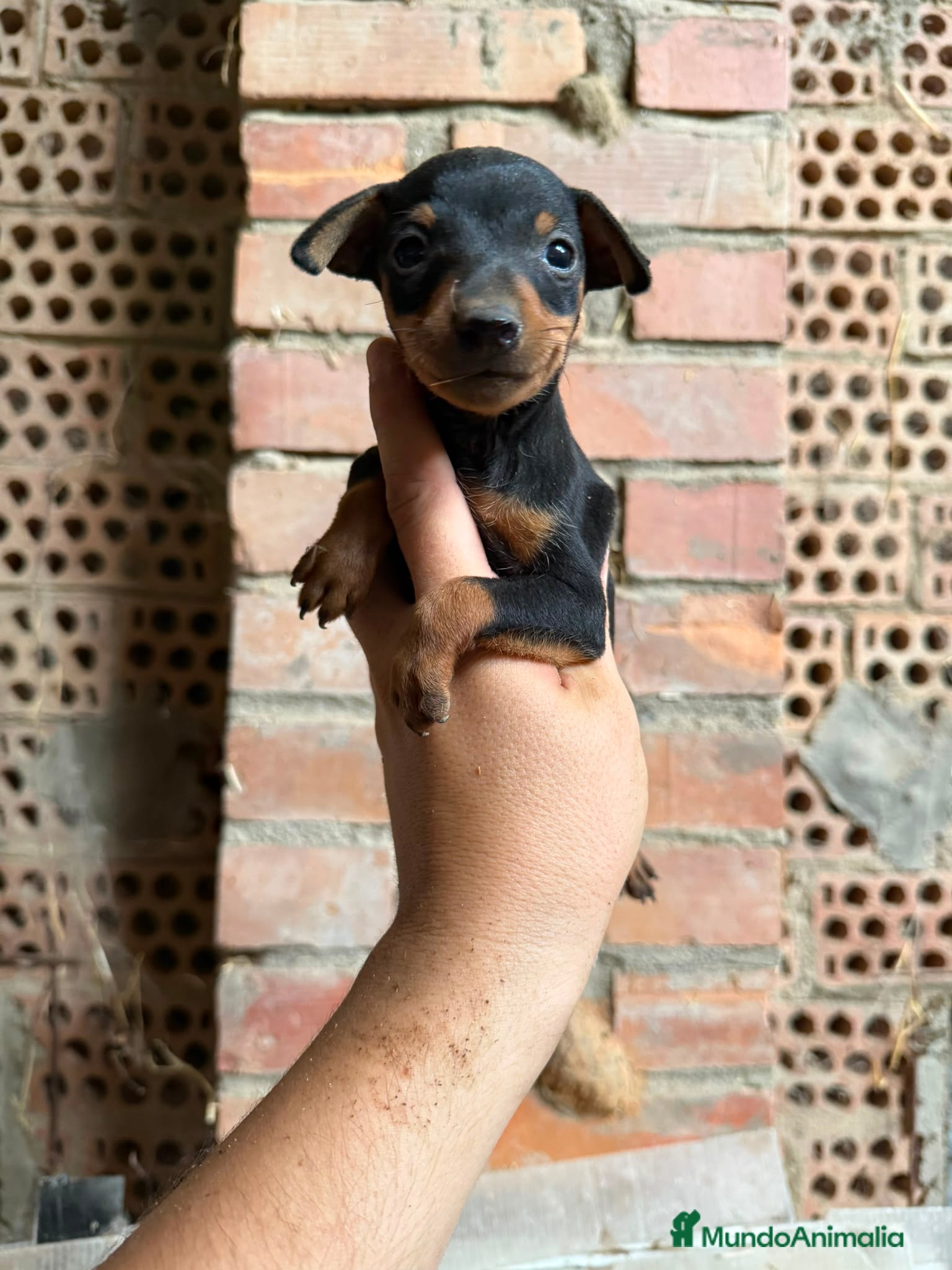 Pinscher Miniatura perros MINIPINCHER - PINCHER MINIATURA - Anuncio 1