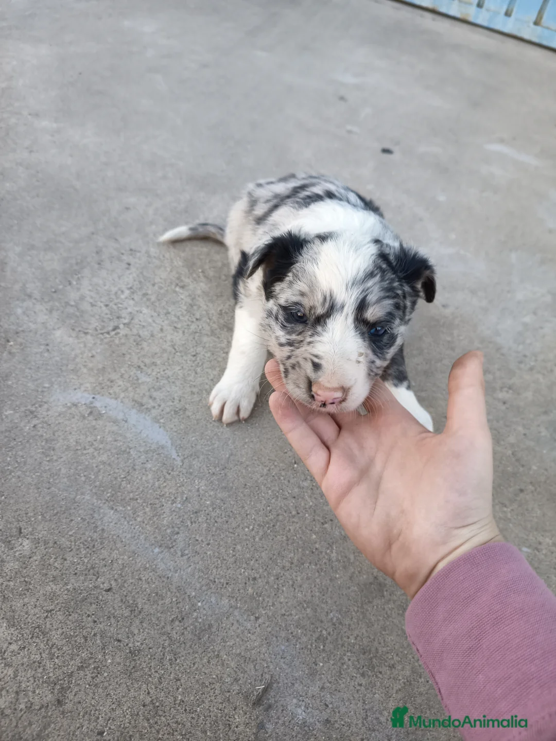 Border Collie perros en venta: BORDER COLLIE - Anuncio 11