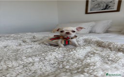 Chihuahua perros en venta: Chihuahua - Imagen 2