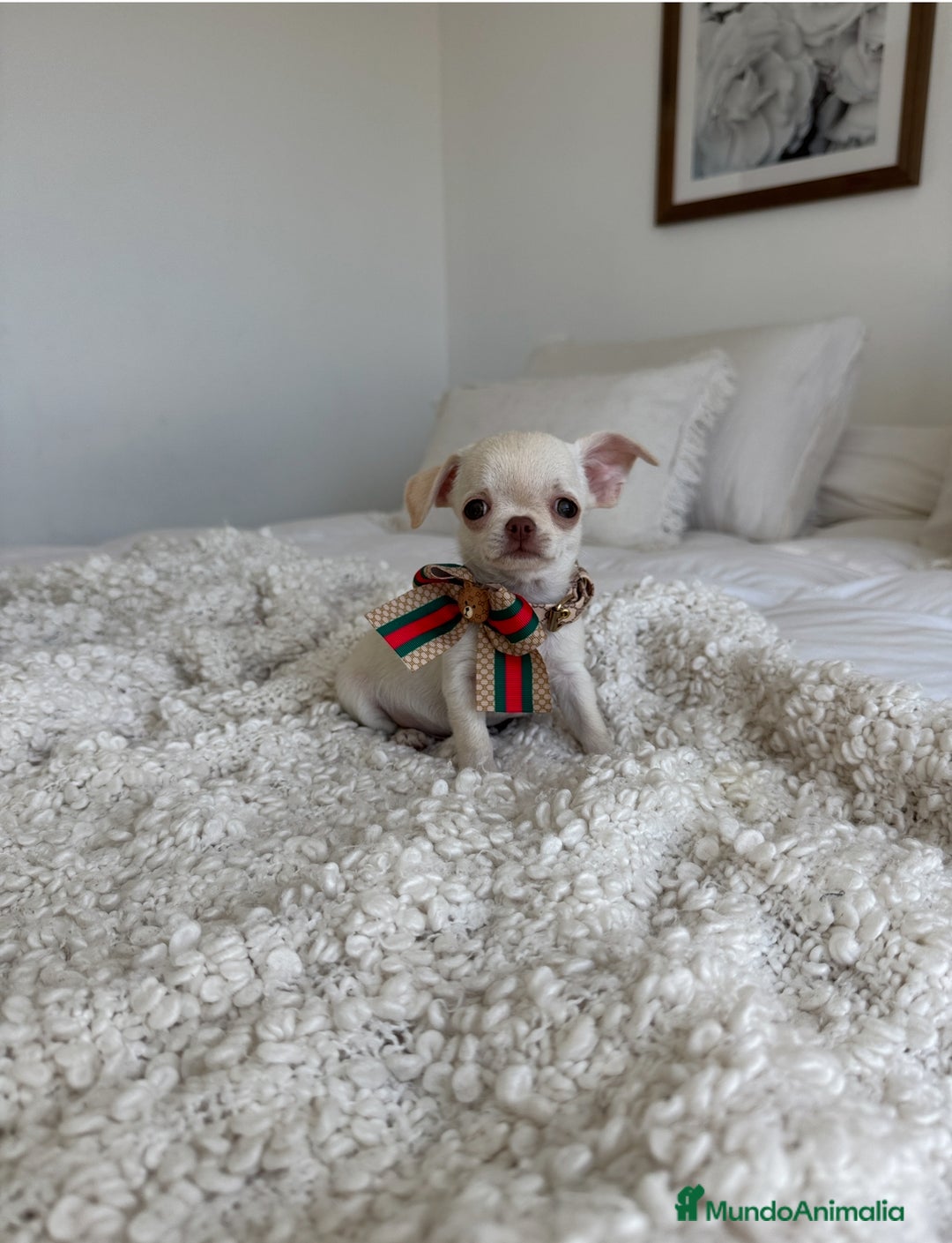 Chihuahua perros en venta: Chihuahua - Imagen 2
