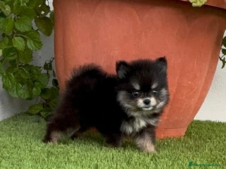 Pomerania perros - Anuncio 41