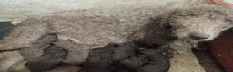 Perro de Agua Español perros en venta: Perro de agua español - Anuncio 6