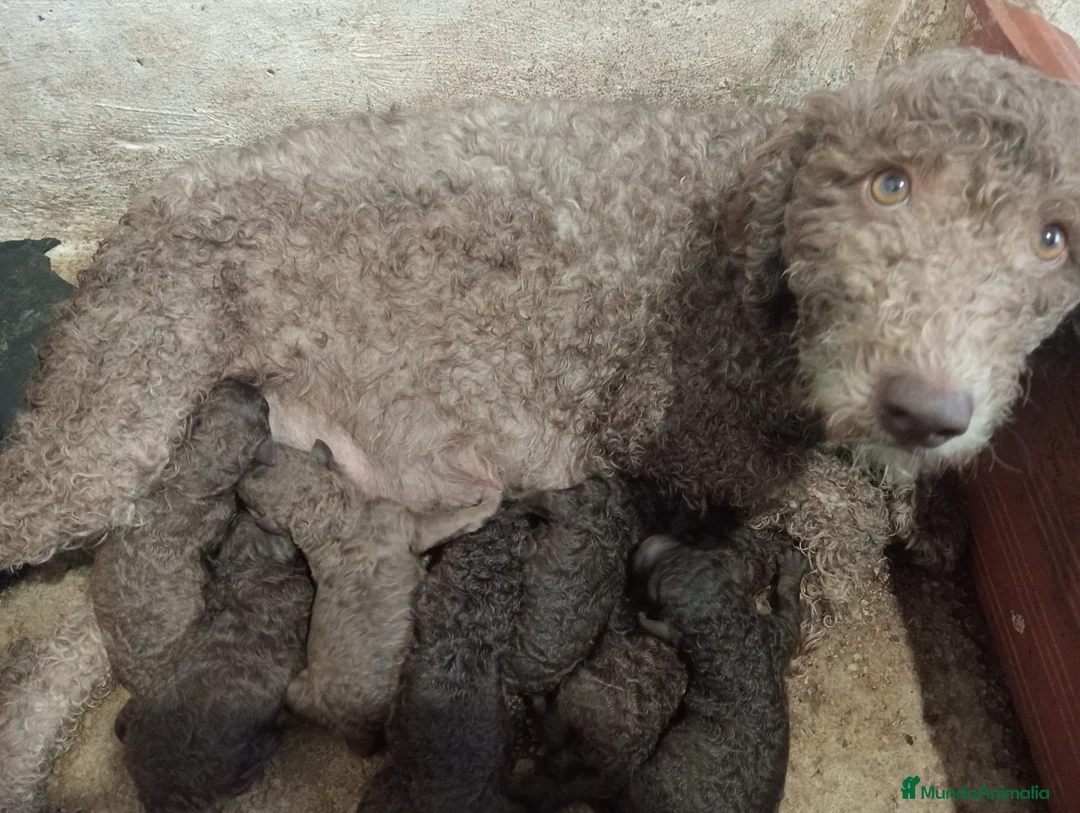 Perro de Agua Español perros en venta: Perro de agua español - Anuncio 6