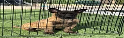 Pastor Belga Malinois perros en venta: Cachorro de Malinois gran calidad  - Anuncio 5
