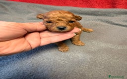 Caniche Toy perros en venta: Hembrita Toy roja - Imagen 1